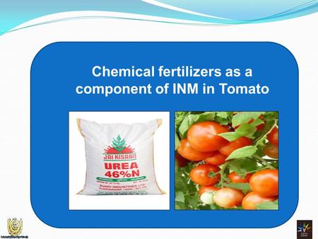 Chemical fertilizers as a component of INM in Tomato.