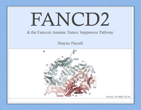 FANCD2 & the Fanconi Anemia Tumor Suppressor Pathway Shayna Purcell Joo et al., 333 (6040): 312-316.