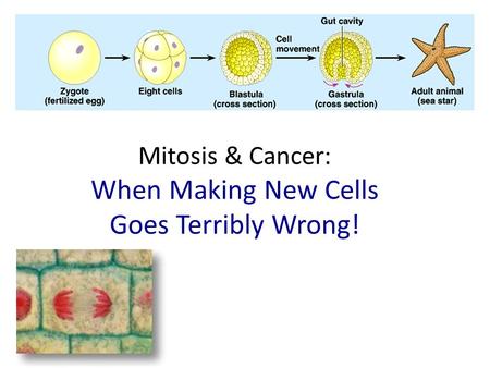 Mitosis & Cancer: When Making New Cells Goes Terribly Wrong!