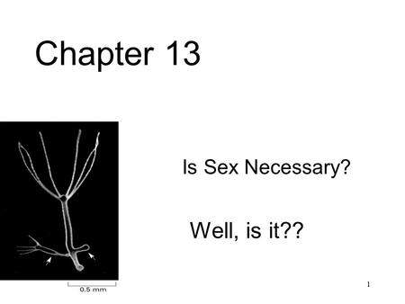 1 Chapter 13 –Is Sex Necessary? Well, is it??. 2 The Benefits of Sex A novel assortment of genes Starting with meiosis, cell fusion, the diploid state,