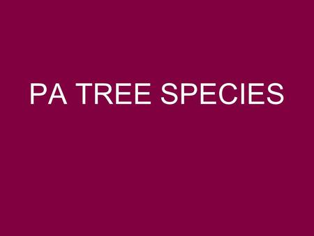 PA TREE SPECIES.