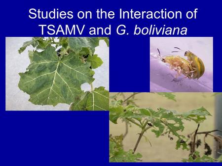 Studies on the Interaction of TSAMV and G. boliviana.