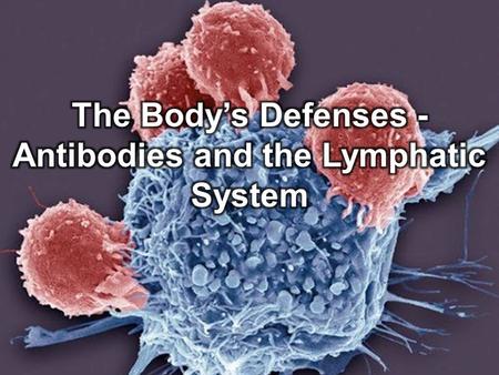 The Body’s Defenses - Antibodies and the Lymphatic System.