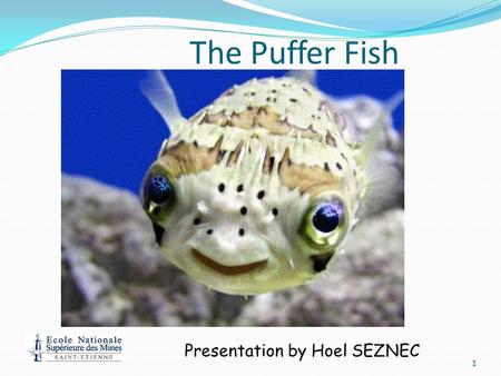 The Puffer Fish 1 Presentation by Hoel SEZNEC Background About the Puffer fish: more commonly known as the Japanese puffer fish. There are nearly 100.