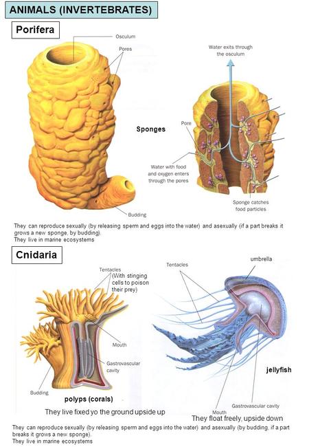 Porifera Cnidaria polyps (corals) jellyfish Sponges They live fixed yo the ground upside up They float freely, upside down umbrella ANIMALS (INVERTEBRATES)