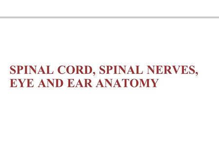 SPINAL CORD, SPINAL NERVES, EYE AND EAR ANATOMY. Learning Objectives Identify structures of the spinal cord, both gross anatomical structures and cross.