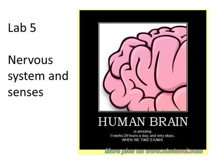 Lab 5 Nervous system and senses. Nervous System Two primary divisions of the nervous system: Central nervous system ( CNS) - consists of the brain and.