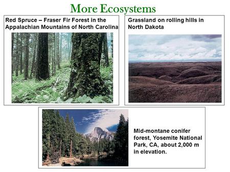 More Ecosystems Red Spruce – Fraser Fir Forest in the Appalachian Mountains of North Carolina Grassland on rolling hills in North Dakota Mid-montane conifer.