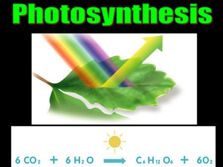 Photosynthesis.