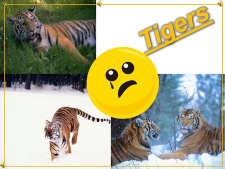 tigers ARE endangered Some people are stupid enough to kill tigers by either poison darts or traps. Tigers are used for many things, their skin is used.