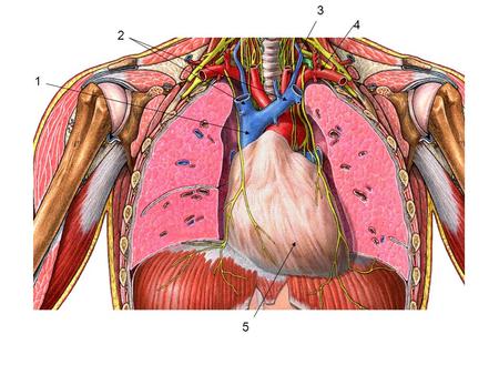 5 1 2 3 4. Fibrous pericardium / Pericardial sac SVC Brachiocephalic veins Left common carotid Left subclavian artery.