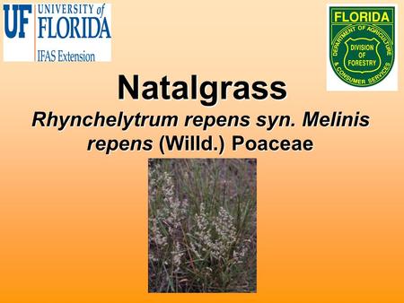 Natalgrass Rhynchelytrum repens syn. Melinis repens (Willd.) Poaceae.