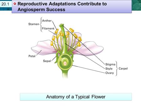 21.1 Plant Cells and Tissues Reproductive Adaptations Contribute to Angiosperm Success Anatomy of a Typical Flower 20.1.