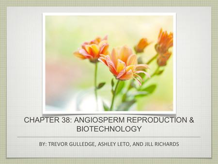 CHAPTER 38: ANGIOSPERM REPRODUCTION & BIOTECHNOLOGY BY: TREVOR GULLEDGE, ASHLEY LETO, AND JILL RICHARDS.