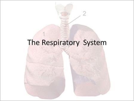 The Respiratory System