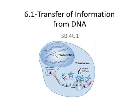 6.1-Transfer of Information from DNA SBI4U1. BIG QUESTION How does a gene determine a trait?