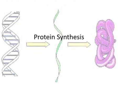 Protein Synthesis. Proteins Most diverse macromolecule Shape = function Responsible for many different functions – Structure – Signal – Enzyme – Defense.