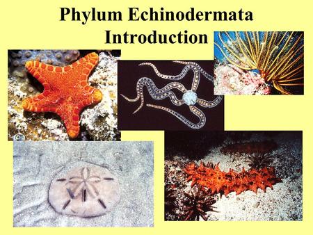 Phylum Echinodermata Introduction