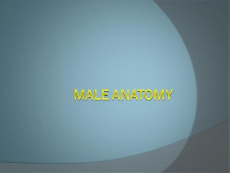 Male Anatomy.