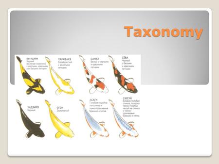 Taxonomy. Taxonomy - study of classifying organisms Taxonomists are scientists who study classifying Taxon ( taxa-plural) is a category into which related.