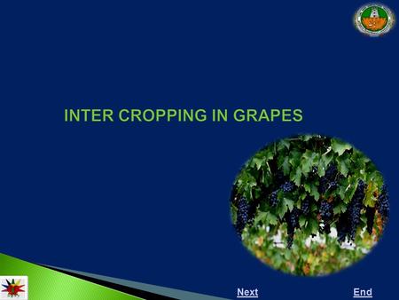 NextEnd. Next Previous End  Grape orchard provides an opportunity for utilizing the land space to its maximum during initial period of one year during.