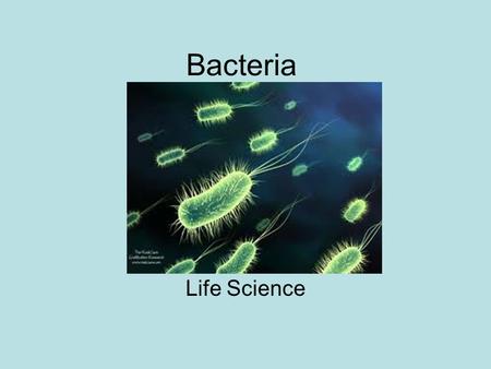 Bacteria Life Science. What type of cell are bacteria? Prokaryotic –No Nucleus or membrane bound organelles.