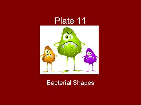 Plate 11 Bacterial Shapes. Bacillus Bacillus = rod 0.5-20 µm in length.