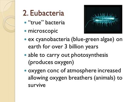 2. Eubacteria “true” bacteria microscopic