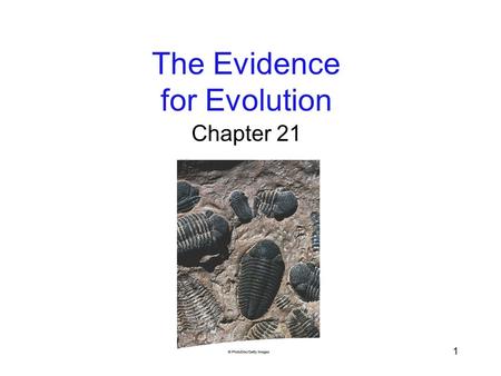 1 The Evidence for Evolution Chapter 21. 2 Evidence of Natural Selection Darwin collected a closely related group of 14 finch species in the Galápagos.