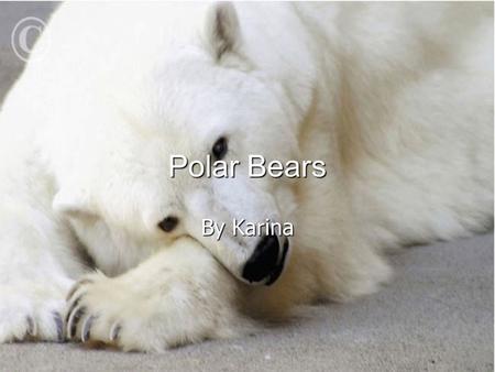 Polar Bears By Karina. Icy cold in the arctic Icy cold in the arctic Polar Bears are at risk of dying out – ice floes melting Polar Bears are at risk.