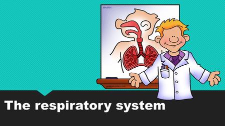 The respiratory system. You breathe in. You breathe out. But what's happening inside? Your lungs are in your chest. You have two lungs, but they aren't.