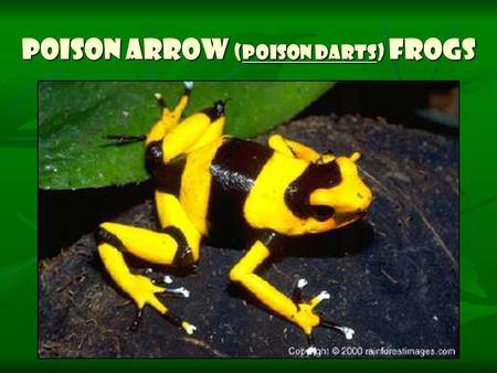 Poison Arrow (Poison Darts) Frogs. Poison Arrow Frogs (also called Poison Dart Frogs) are small, brightly- colored rainforest frogs that have extremely.