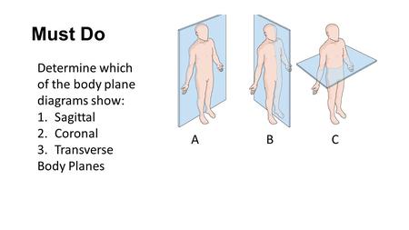 Must Do Determine which of the body plane diagrams show: 1.Sagittal 2.Coronal 3.Transverse Body Planes ABC.