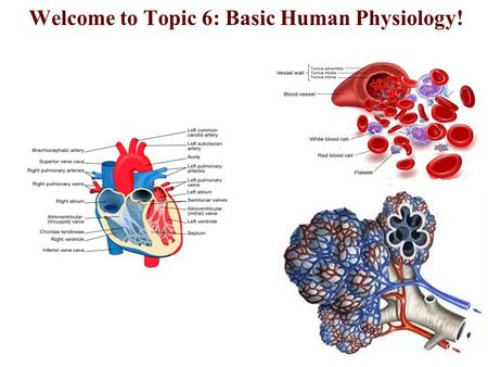 Welcome to Topic 6: Basic Human Physiology!. Plan for this week! Complete 6.1 – digestion – Monday – Thursday Wednesday – help lab on DCP and CE (on demand)