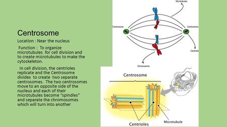 Centrosome Location : Near the nucleus Function : To organize microtubules for cell division and to create microtubules to make the cytoskeleton. In cell.