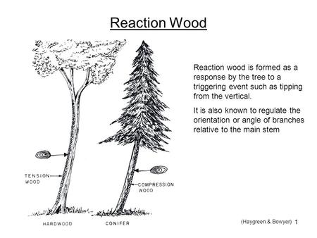 1 Reaction wood is formed as a response by the tree to a triggering event such as tipping from the vertical. It is also known to regulate the orientation.