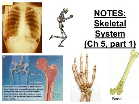 NOTES: Skeletal System (Ch 5, part 1). Individual bones are the organs of the skeletal system. A bone contains very active tissues.