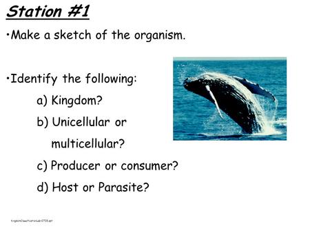 Station #1 Make a sketch of the organism. Identify the following: a) Kingdom? b) Unicellular or multicellular? c) Producer or consumer? d) Host or Parasite?