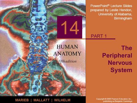 PowerPoint ® Lecture Slides prepared by Leslie Hendon, University of Alabama, Birmingham HUMAN ANATOMY fifth edition MARIEB | MALLATT | WILHELM 14 Copyright.