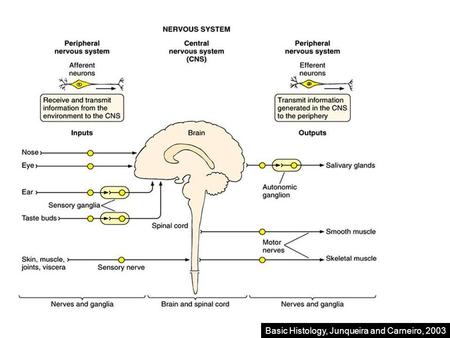 Basic Histology, Junqueira and Carneiro, 2003