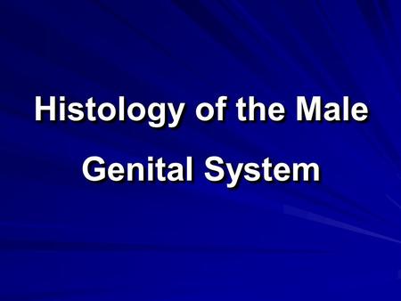 Histology of the Male Genital System. The Male Genital System The male genital system consists of: 1. Primary sex organ: two testes. 2. Accessory sex.