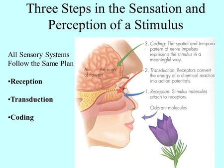 Three Steps in the Sensation and Perception of a Stimulus