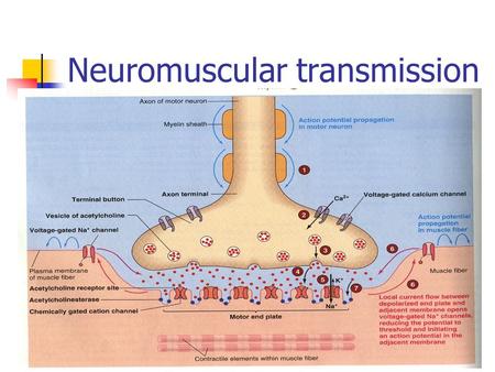 Neuromuscular transmission. Synaptic transmission *** Synapse is the junction between two neurones where electrical activity of one neurone is transmitted.