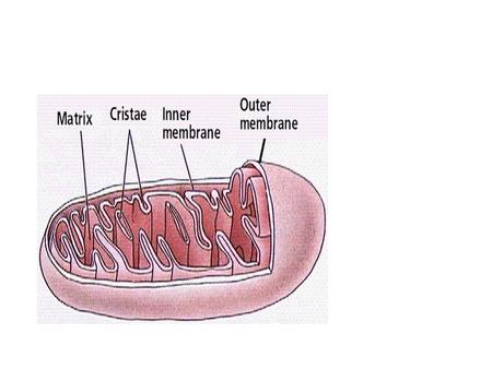 Atp structure.