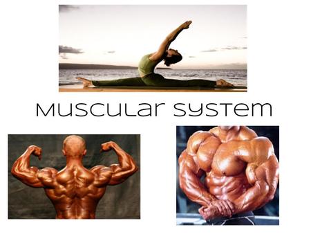 Muscular System.