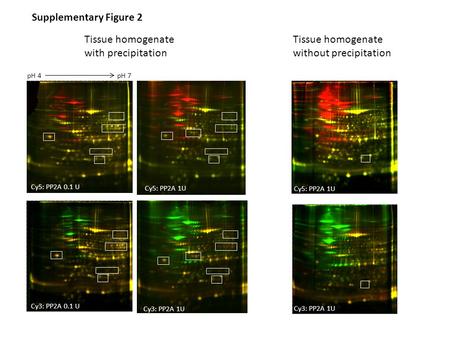 Tissue homogenate with precipitation Tissue homogenate without precipitation Cy5: PP2A 0.1 U Cy5: PP2A 1U Cy3: PP2A 0.1 U Cy3: PP2A 1U Cy5: PP2A 1U Supplementary.