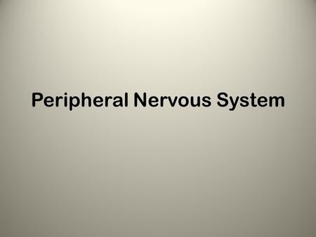 Peripheral Nervous System. Area outside of CNS Consists of: – Nerves – Scattered ganglia.