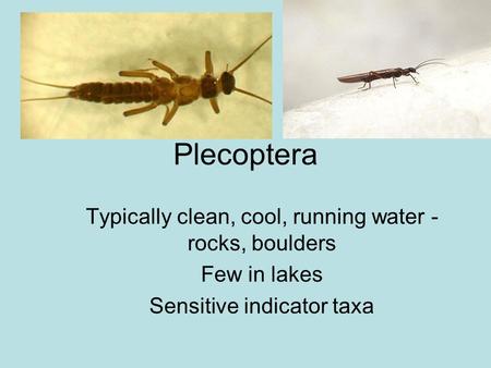 Plecoptera Typically clean, cool, running water - rocks, boulders