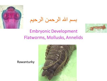 بسم الله الرحمن الرحيم Embryonic Development Flatworms, Mollusks, Annelids Rawanturky.