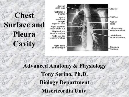 Chest Surface and Pleura Cavity